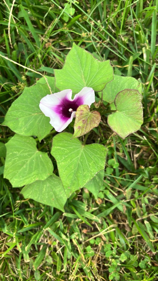 Purple Sweet Potato Blooms